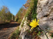 10 Salendo la stradetta bei colori autunnali